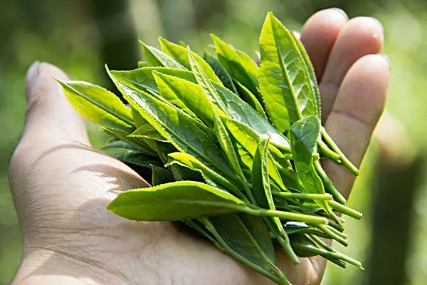 领略优质花茶的魅力：产区、特性和品鉴之道