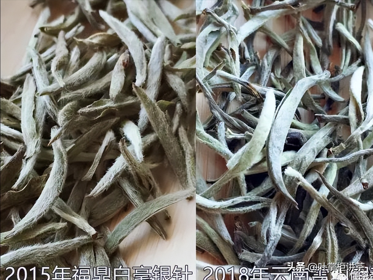 云南白毫是什么茶？有什么特点？如何正确冲泡和禁忌