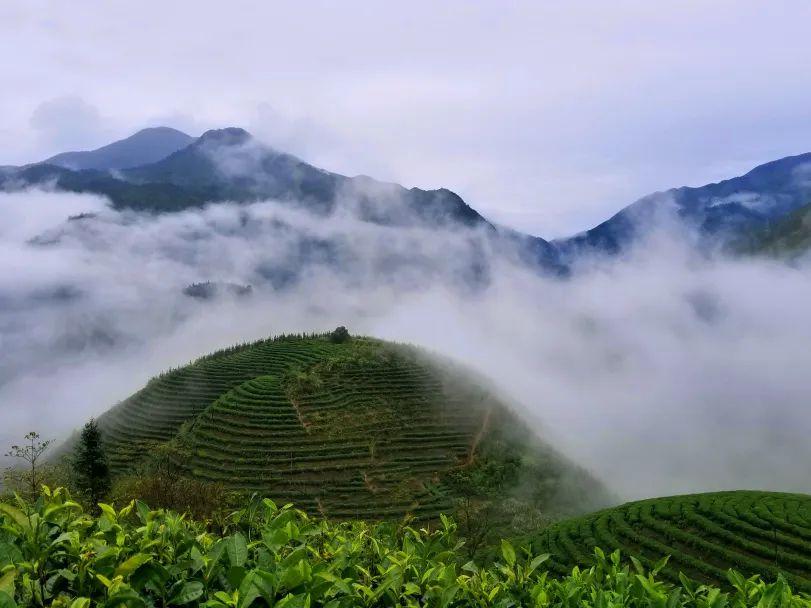 高山云雾茶属于哪里的？高山云雾茶哪里的最好？