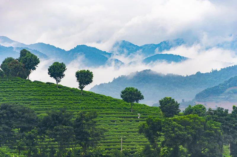 高山茶是哪个地方的？高山茶哪里的最好？