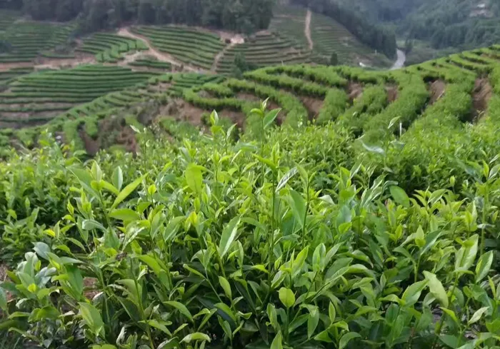 普洱古六大茶山有多好喝？