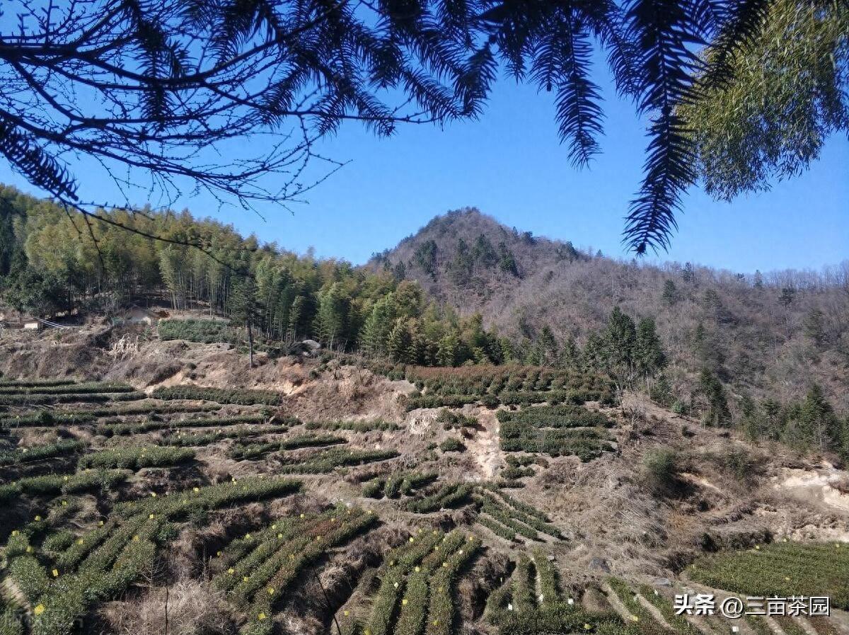 海拔超过800米的茶才是高山茶？