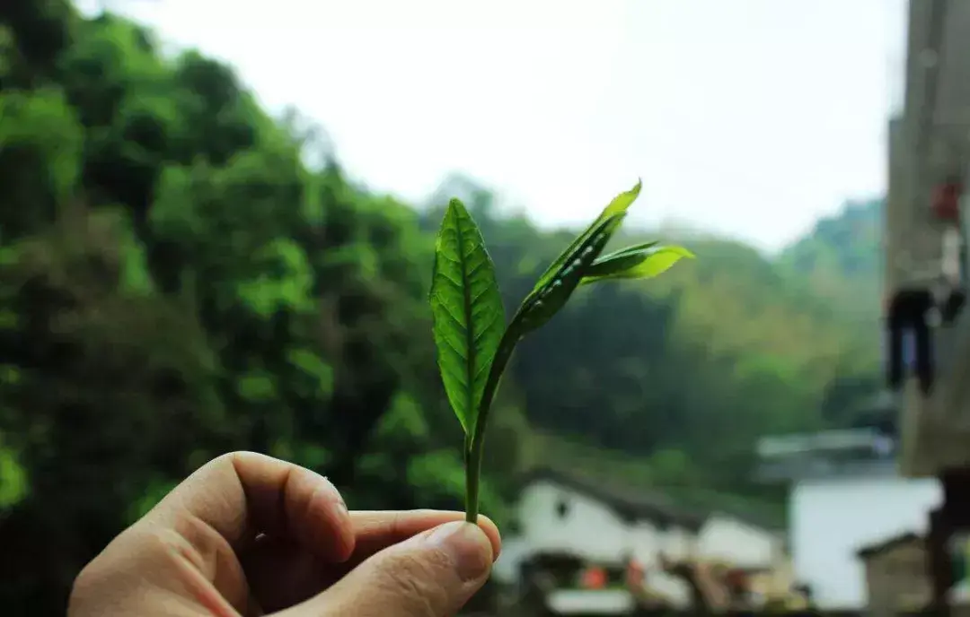 最全绿茶概述，一篇搞懂！