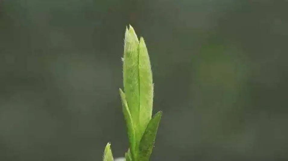 理解茶的升华过程，人生顿悟