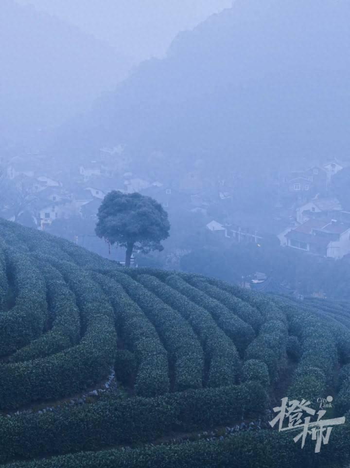 杭州有茶企今年明前西湖龙井大幅减产！是不是意味着我们喝不到好茶了呢？专家说事实恰恰相反