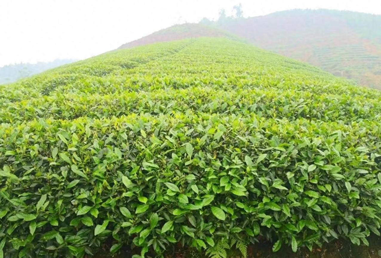 二十四节气里的茶文化｜夏至茶韵浓 悠然心境生