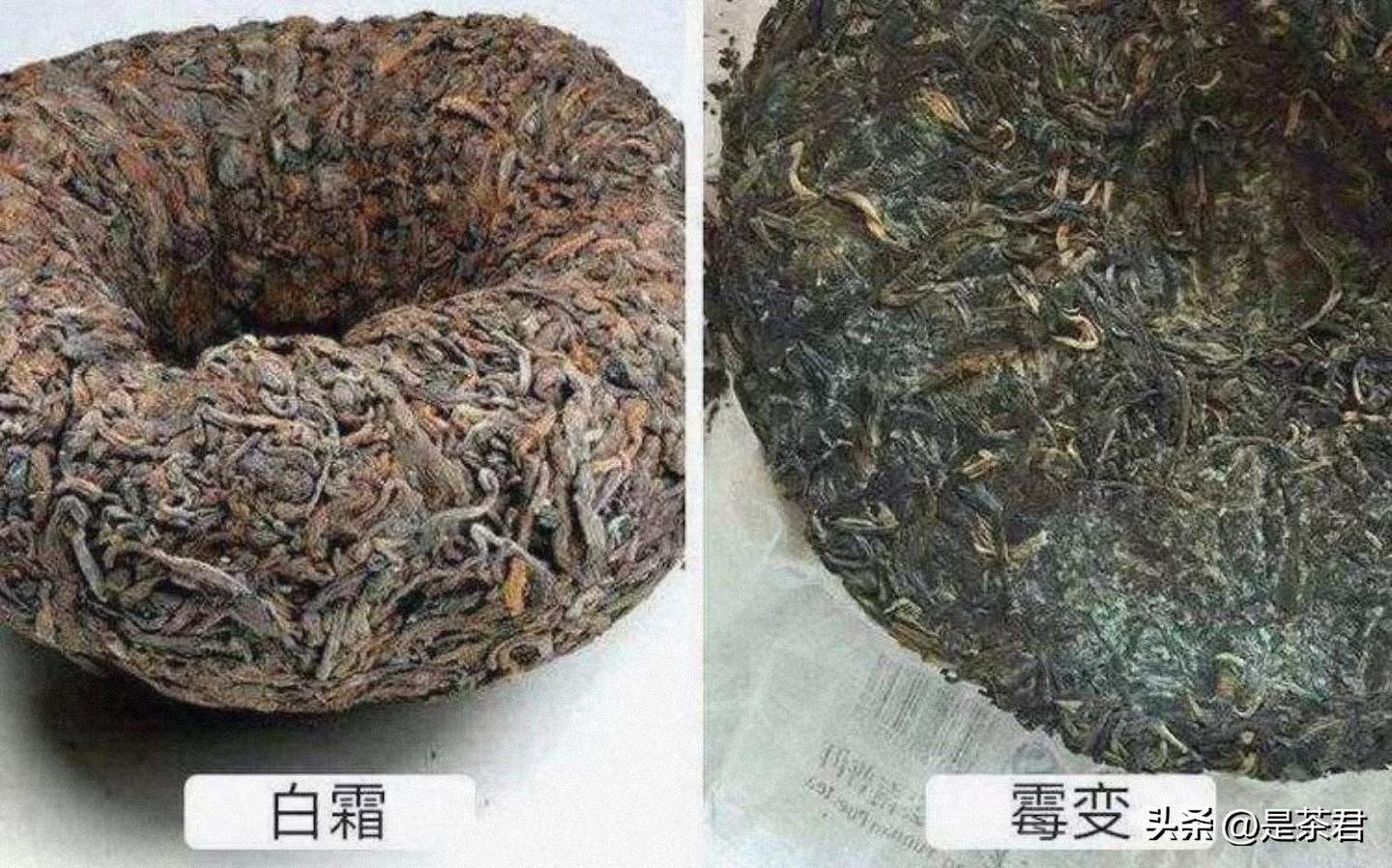 避坑！普洱茶是发霉茶？喝普洱就是在喝脏水？