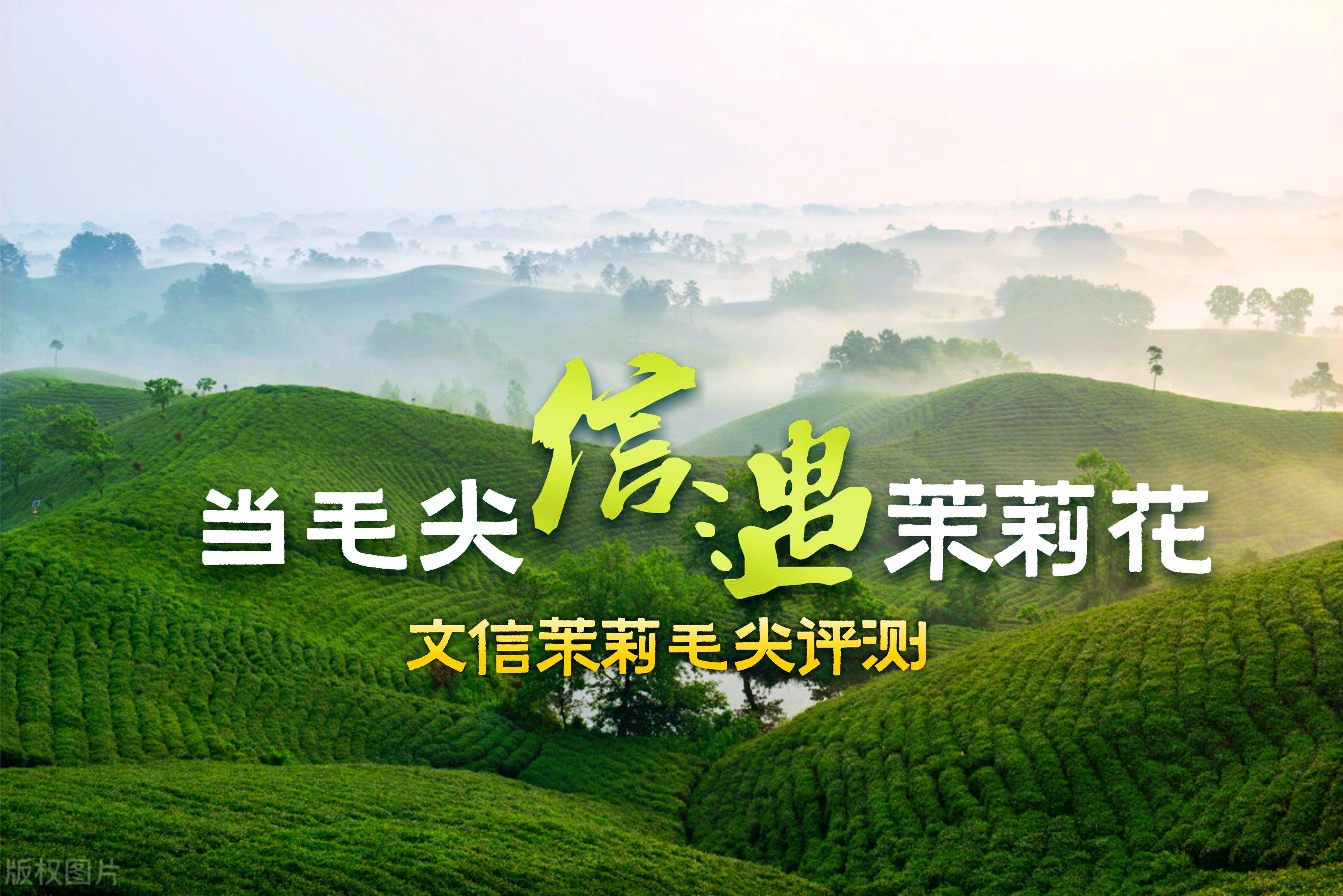 毛尖“信遇”茉莉，能否成就一段奇缘？文新2022茉莉毛尖评测来了