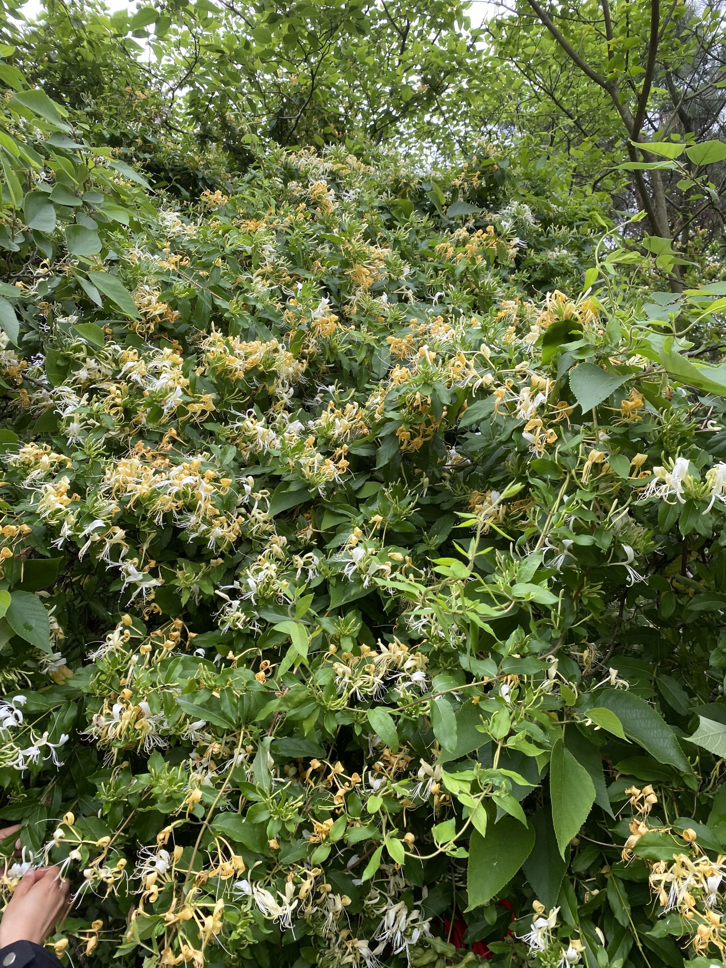 自制金银花茶简单3步1分钟学会，做一次保存一年，清热降火去痱子