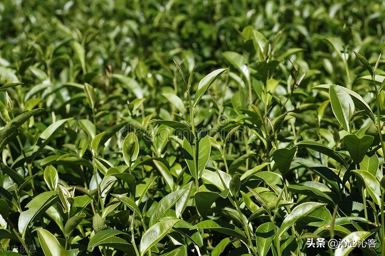 青茶知识普及：青茶是乌龙茶吗？大红袍、铁观音属于什么茶？