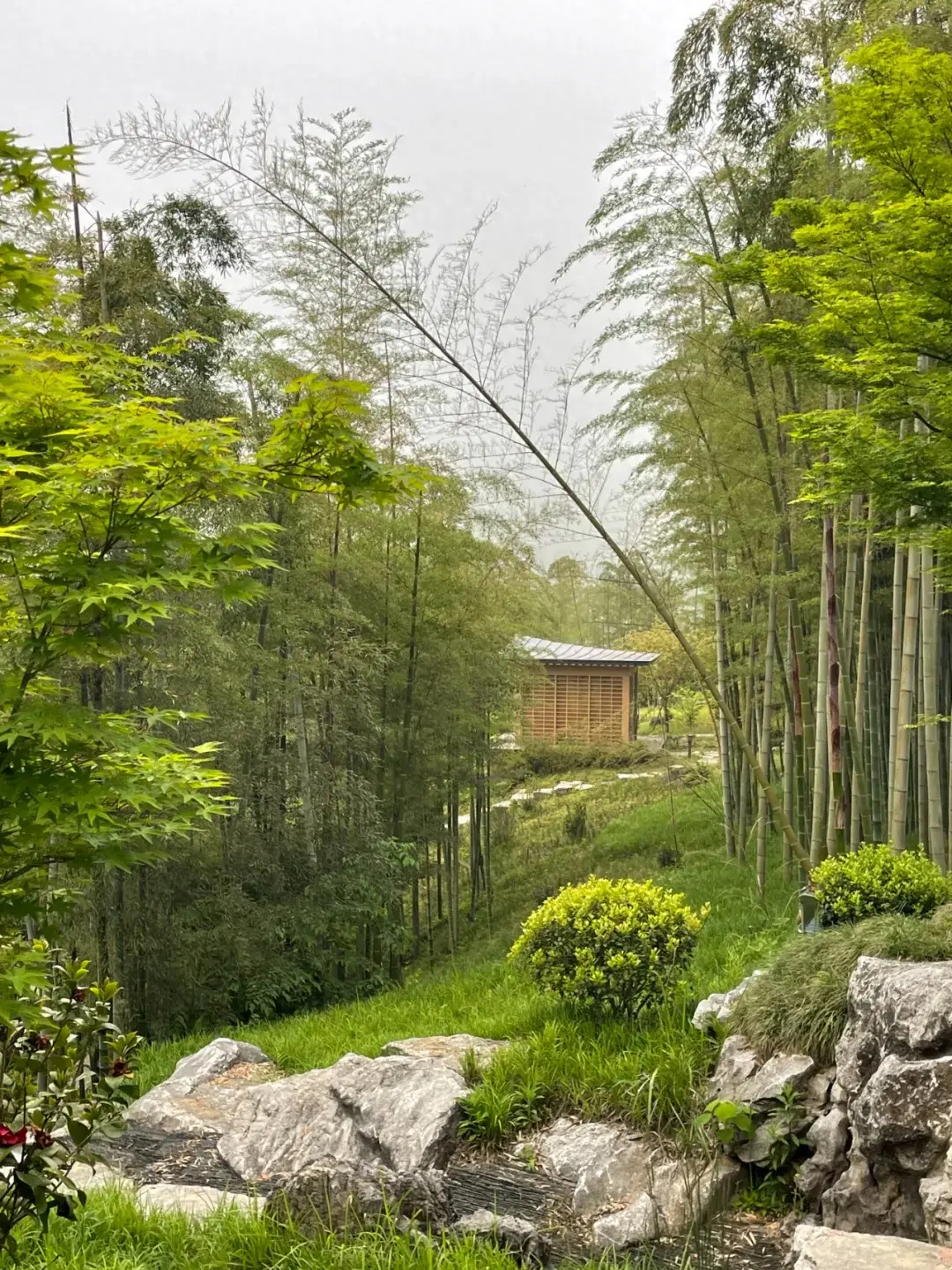 茶文  《茶道初探》