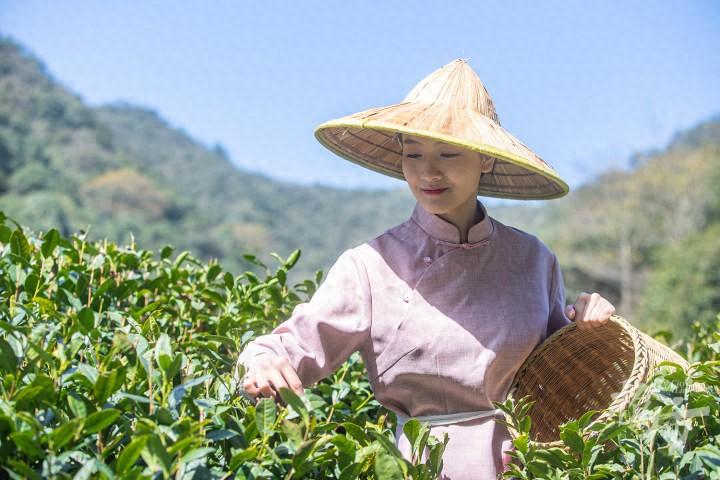 西湖龙井今日正式开采！“西湖龙井”和“龙井”茶到底有什么区别？